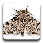 moth-button